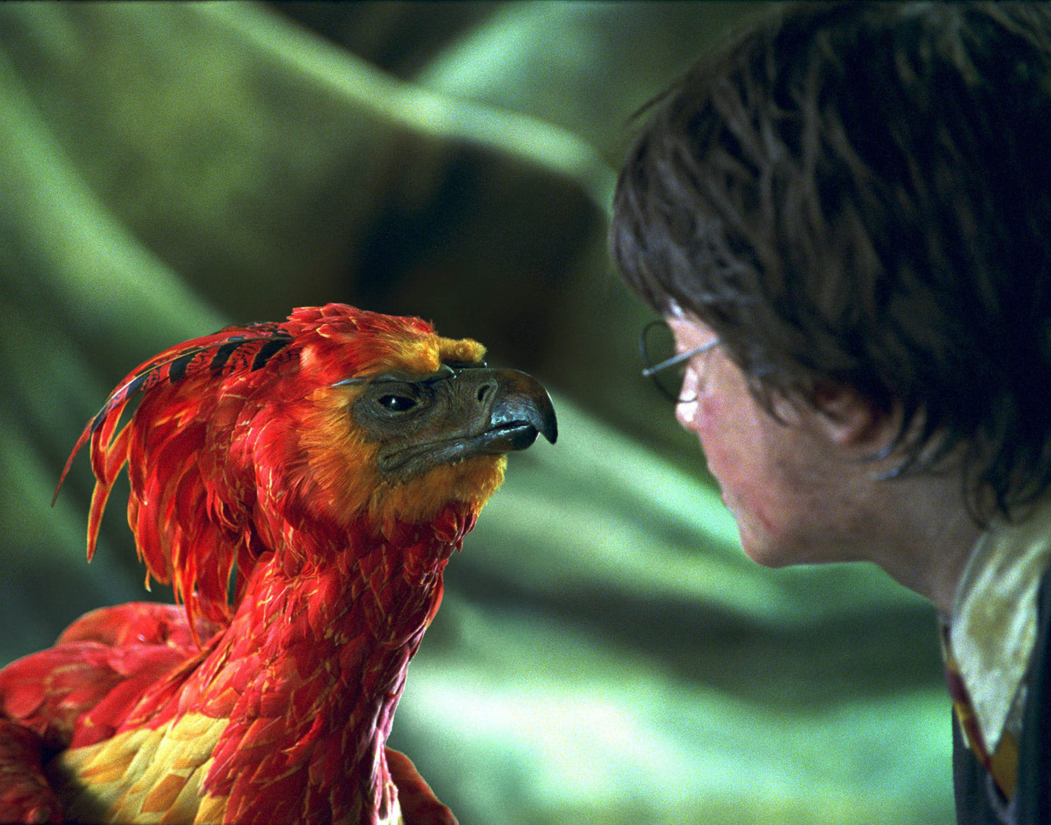 Harry And Fawkes The Phoenix Harry Potter Fan Zone