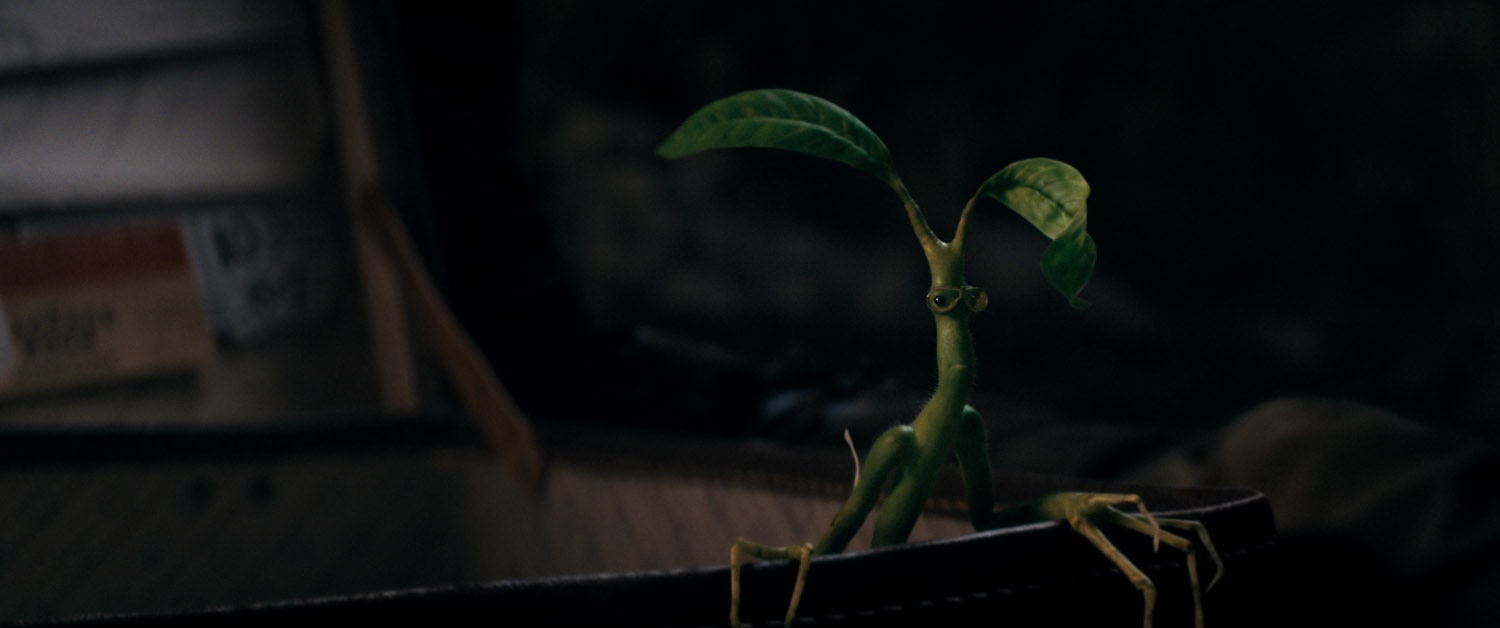 Pickett the Bowtruckle looks out