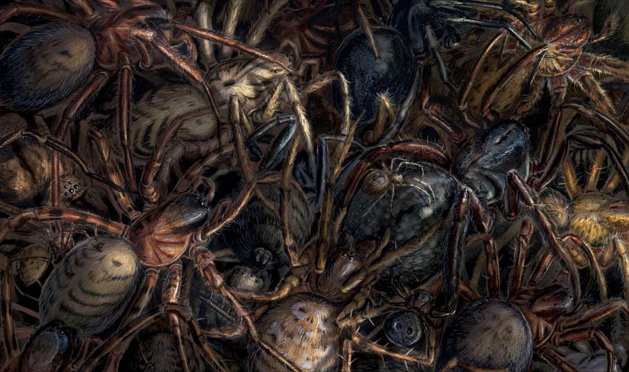 Spiders